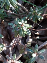 Rhododendron impeditum