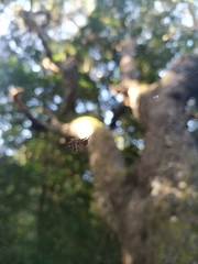 Gasteracantha sanguinolenta