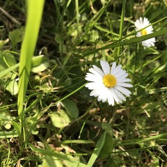 Bellis perennis