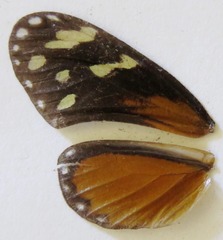 Napeogenes tolosa tolosa