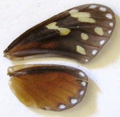 Napeogenes tolosa tolosa
