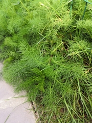 Foeniculum vulgare
