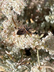 Apiomerus californicus