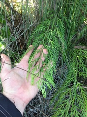 Asplenium haurakiense