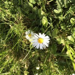 Bellis perennis