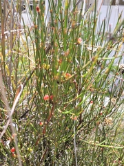Ephedra americana