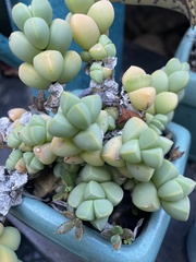 Corpuscularia