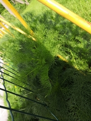 Foeniculum vulgare
