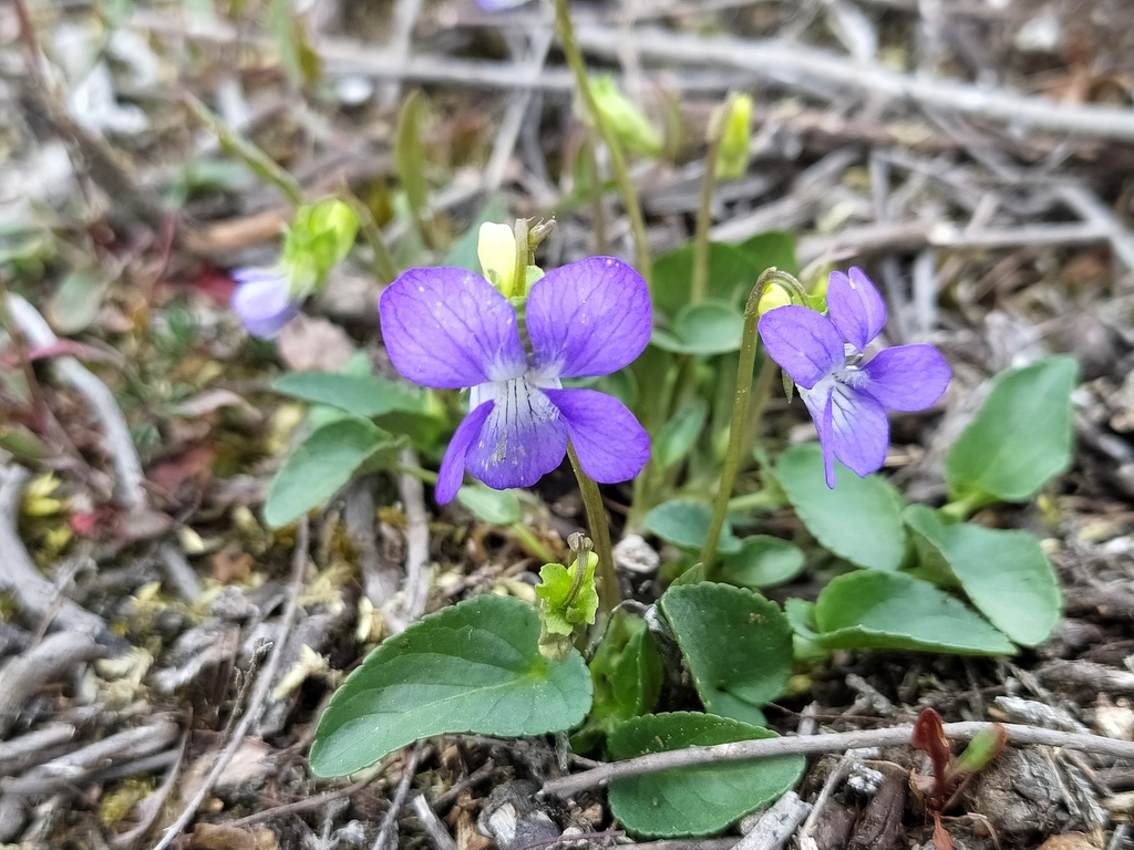 Heath dog violet