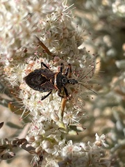 Apiomerus californicus