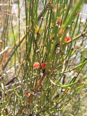 Ephedra americana