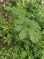Xanthosoma helleborifolium