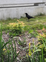 Corvus corone