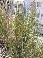 Ephedra americana