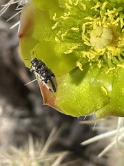 Acmaeodera latiflava