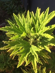 Pelargonium citronellum