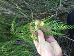 Asplenium haurakiense