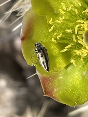 Acmaeodera latiflava