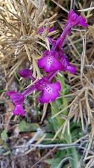Anacamptis boryi