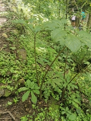 Xanthosoma helleborifolium