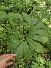 Xanthosoma helleborifolium