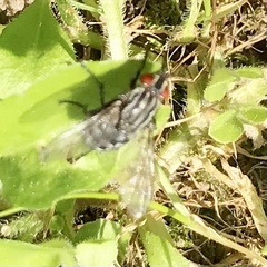 Sarcophagidae