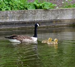 Branta canadensis