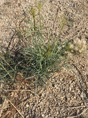 Calycoseris wrightii