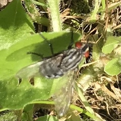 Sarcophagidae