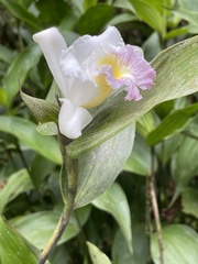 Sobralia rosea