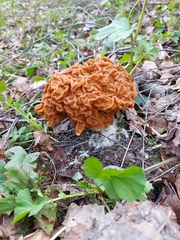 Gyromitra gigas