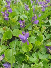 Viola odorata