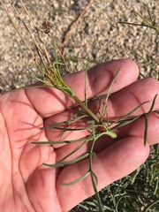 Calycoseris wrightii