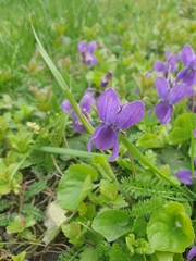 Viola odorata