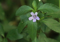 Dyschoriste humistrata
