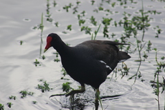 Gallinula galeata cachinnans