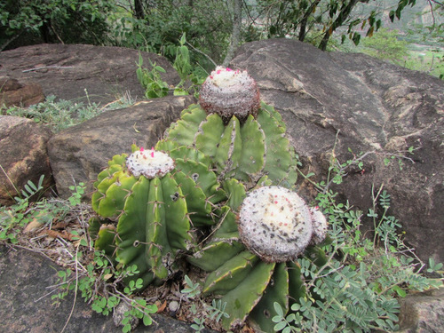 Melocactus schatzlii