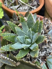Aloe brevifolia