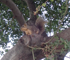 Sciurus niger
