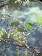 Myiodynastes hemichrysus
