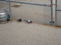 Columba livia domestica