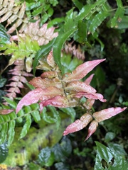 Blechnum appendiculatum
