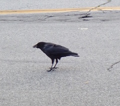 Corvus brachyrhynchos