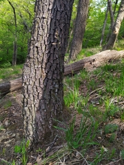 Anthoxanthum australe