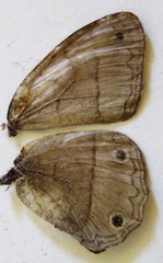 Cissia pompilia