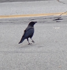 Corvus brachyrhynchos