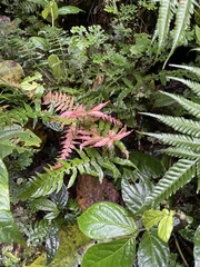 Blechnum appendiculatum