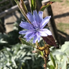 Cichorium intybus