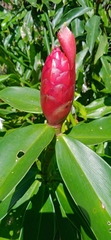 Costus spiralis