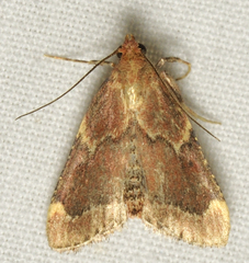 Hypsopygia intermedialis